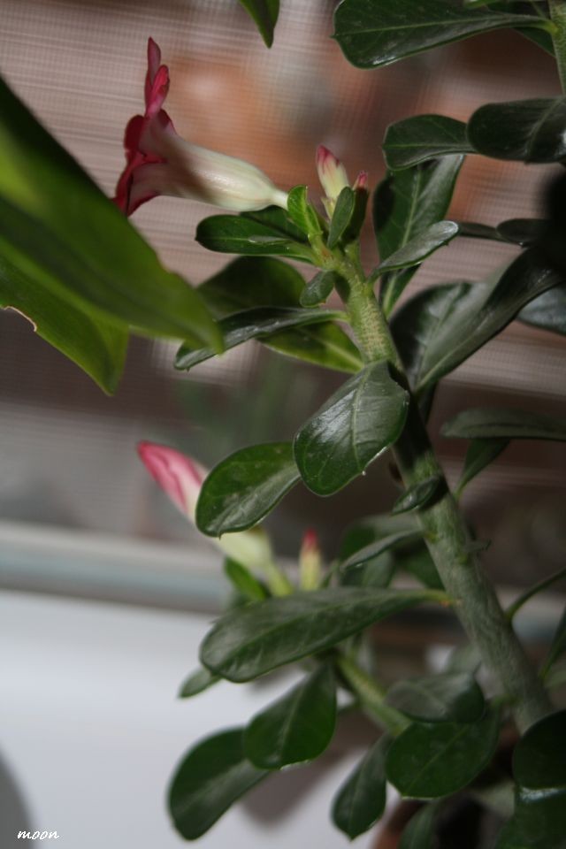 adenium